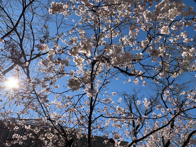 桜.jpeg